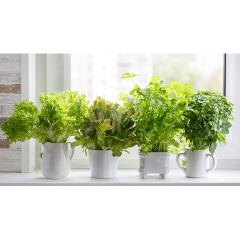 5 видов зелени которые легко вырастить в домашних условиях