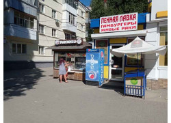 Белый медведь